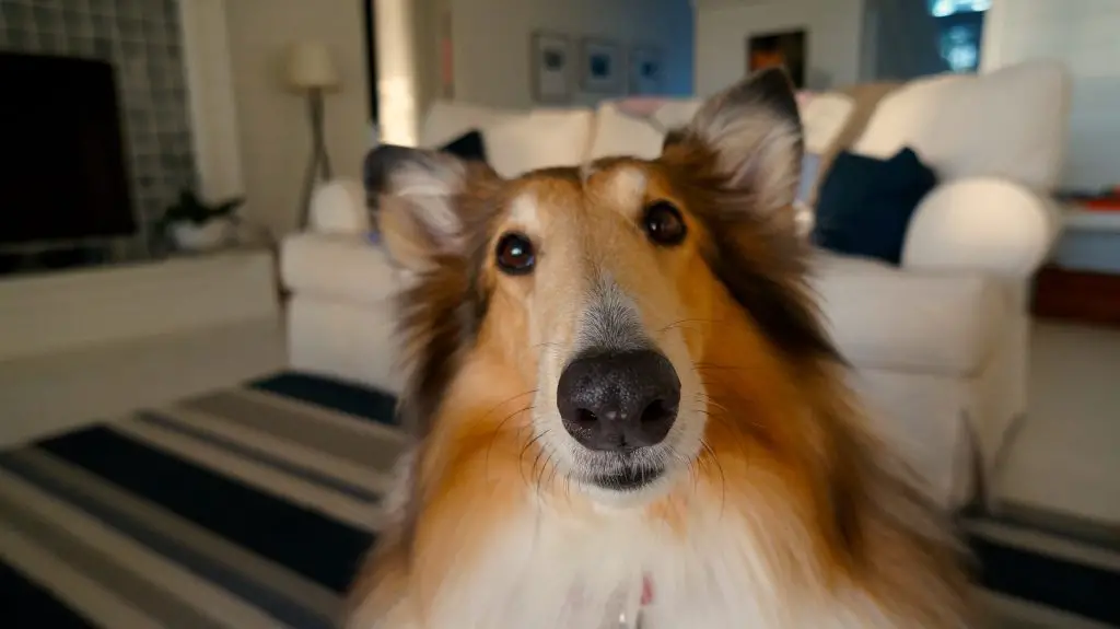 Are Rough Collies Clingy