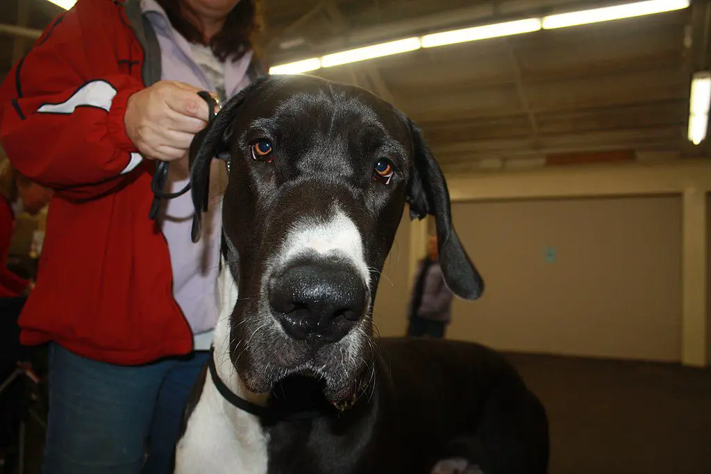 Can Great Danes Be Left Alone