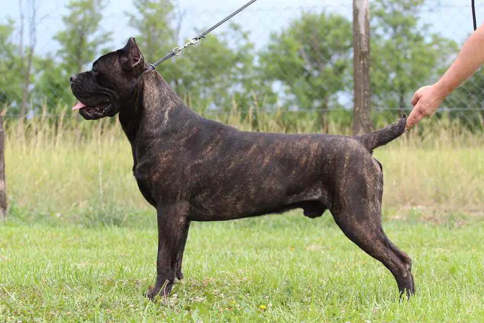 6 Reasons Your Cane Corso Farts So Much