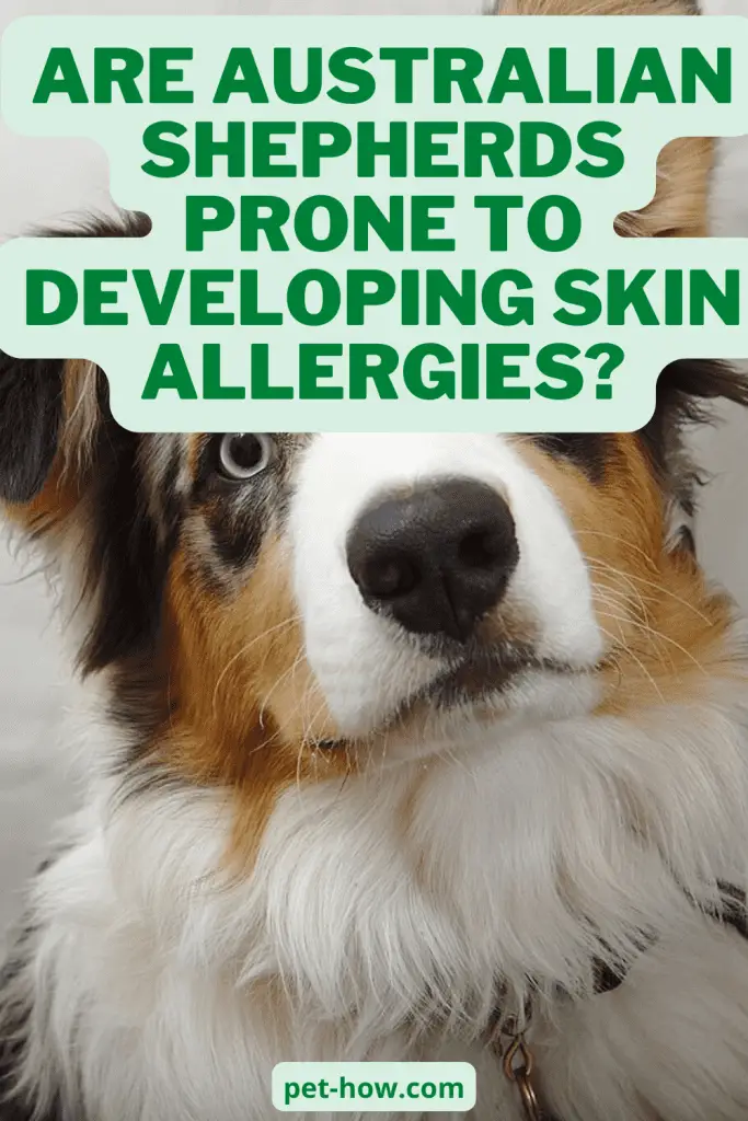 Are Australian Shepherds Prone to Developing Skin Allergies? (Explained!)