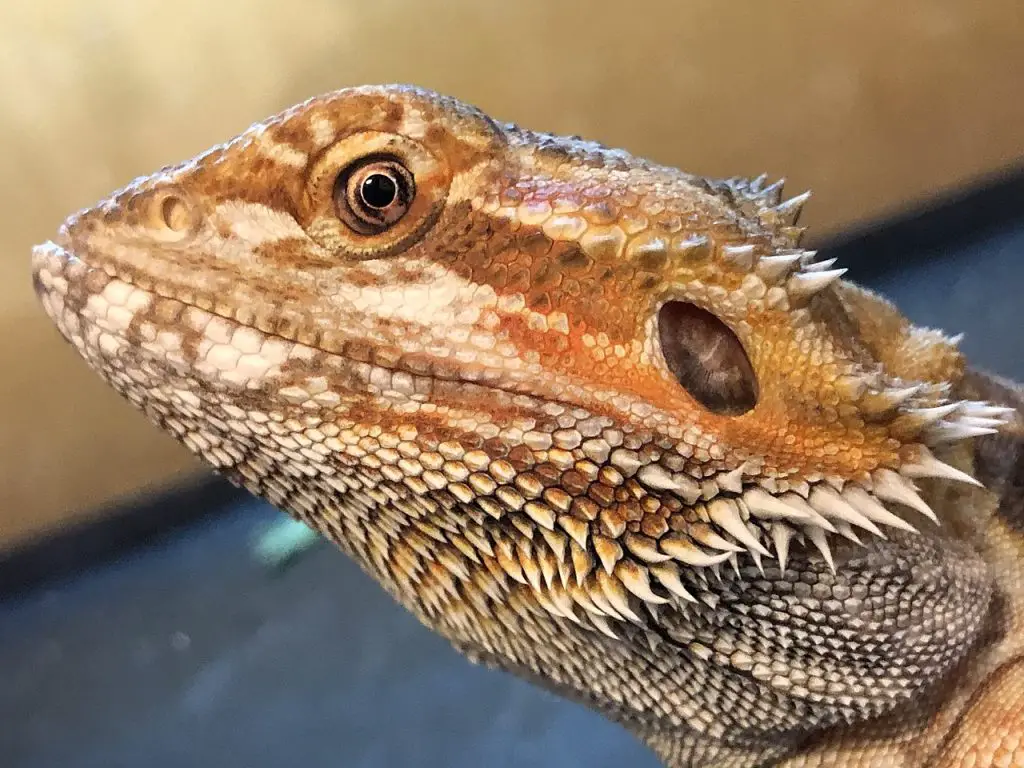 Are Bearded Dragons Great To Keep as Pets