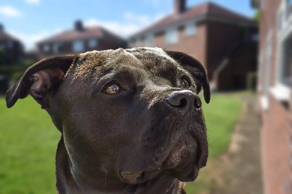 Are Cane Corso's heavy droolers?