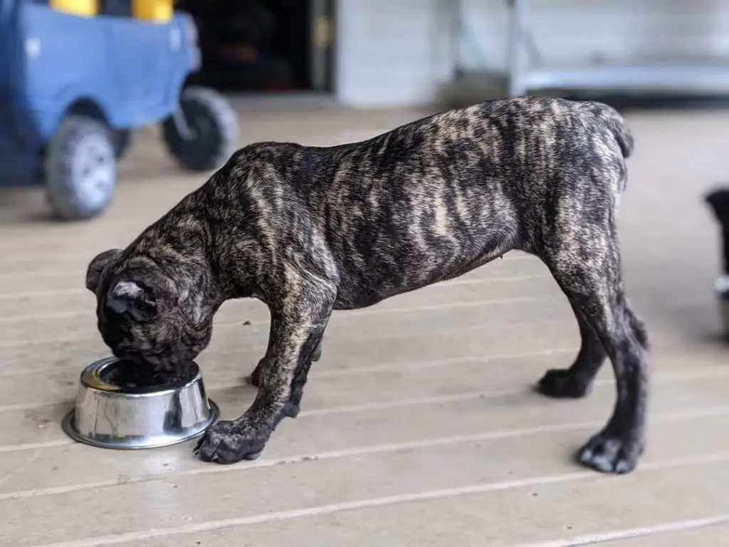 Are Cane Corso's Picky Eaters