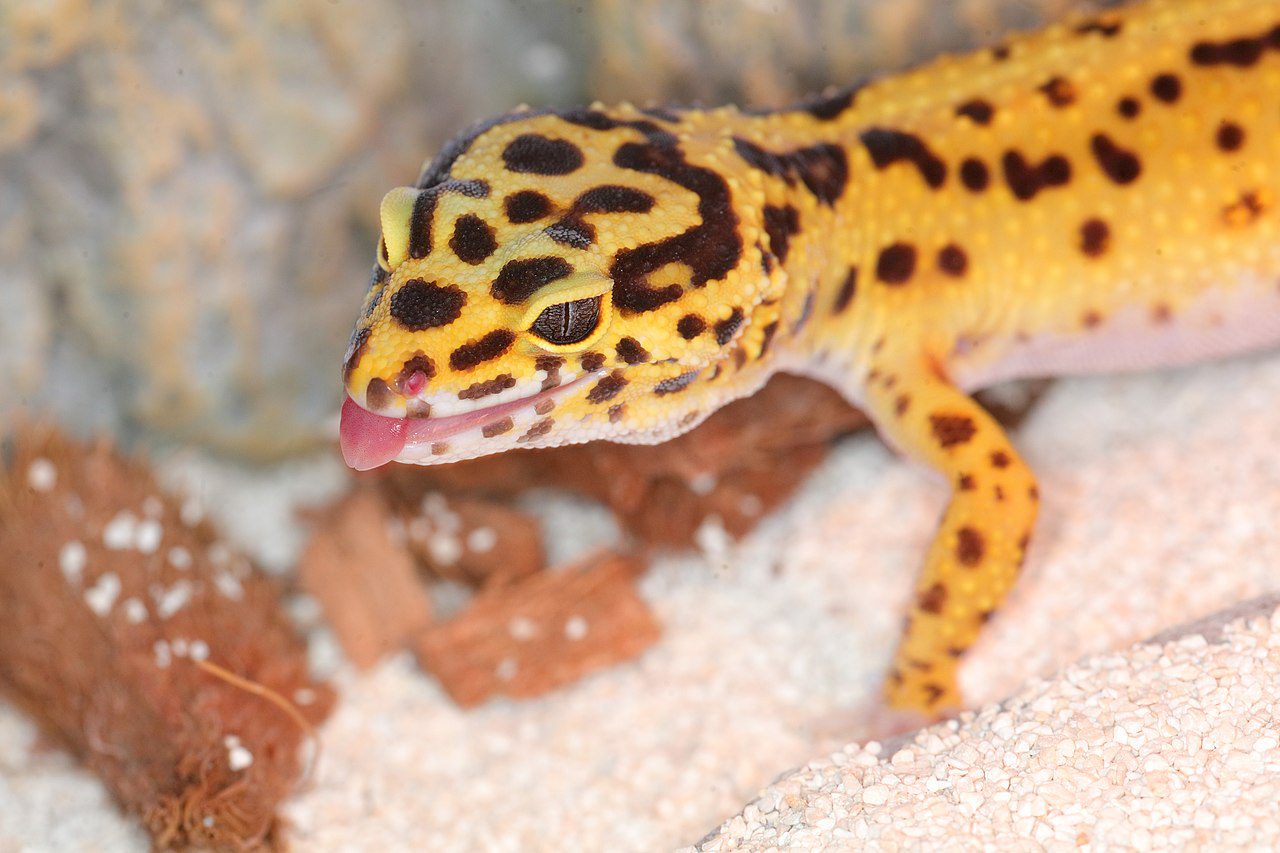 Are Leopard Geckos Great Exotic Pets?