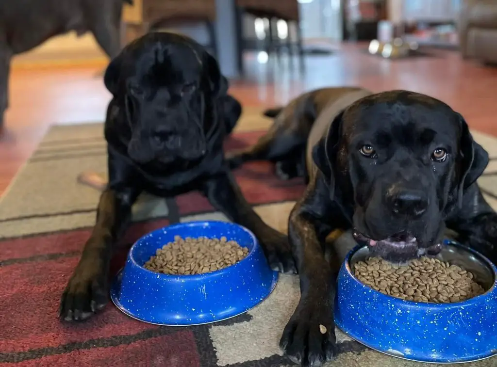 Are Male or Female Cane Corso Easier To Train