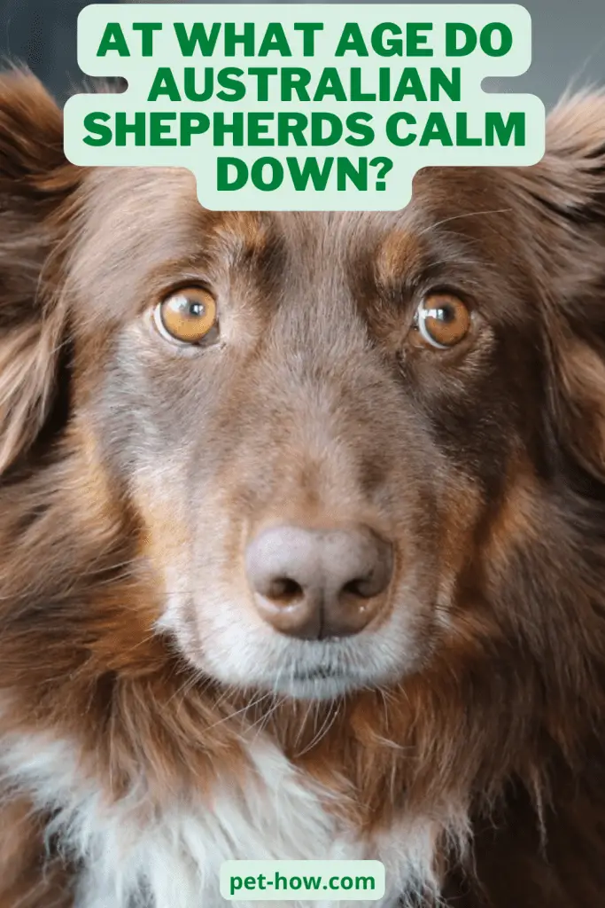 At What Age Do Australian Shepherds Calm Down? (Explained!)