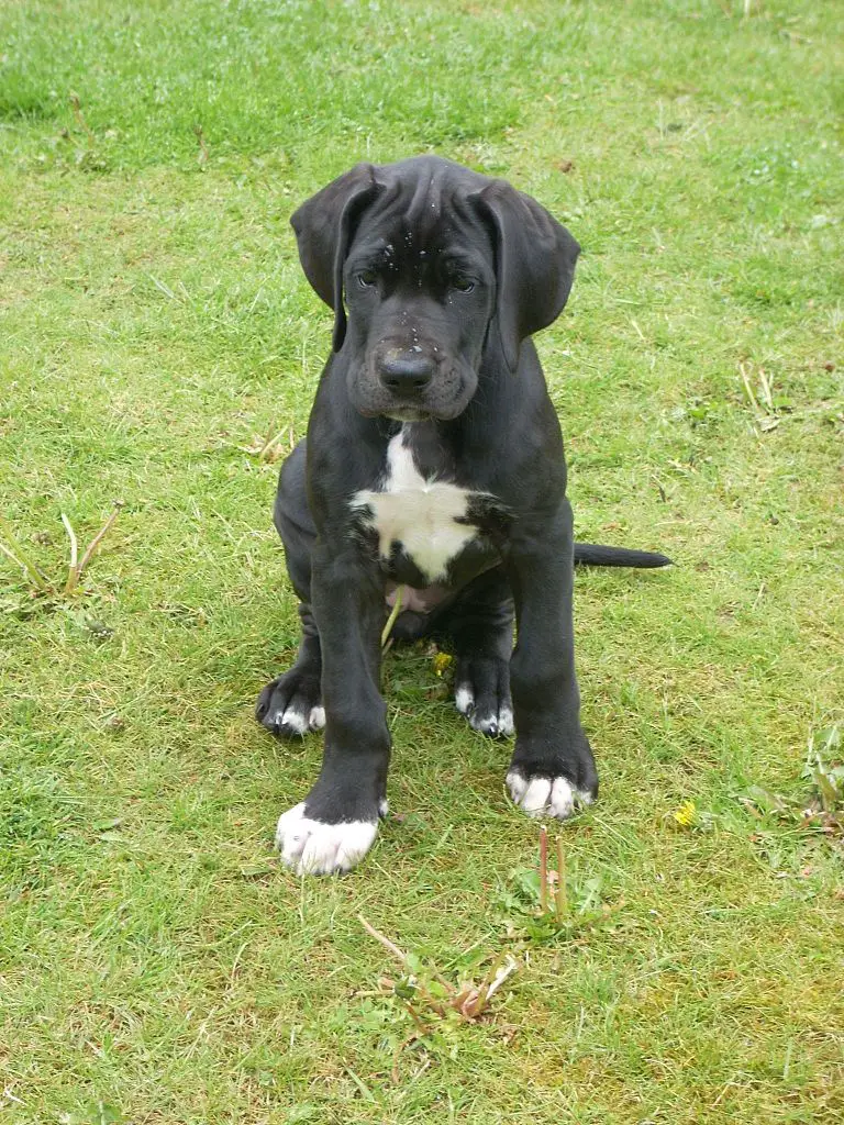 At What Age Should a Great Dane Be Potty Trained