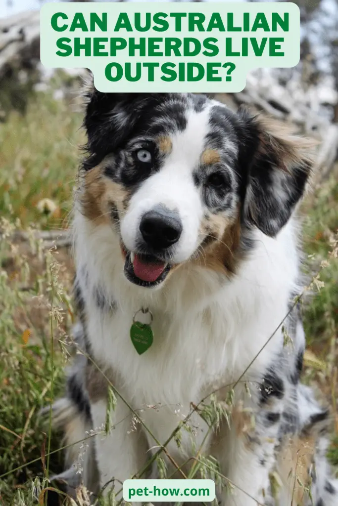 Can Australian Shepherds Live Outside? (Answered!)