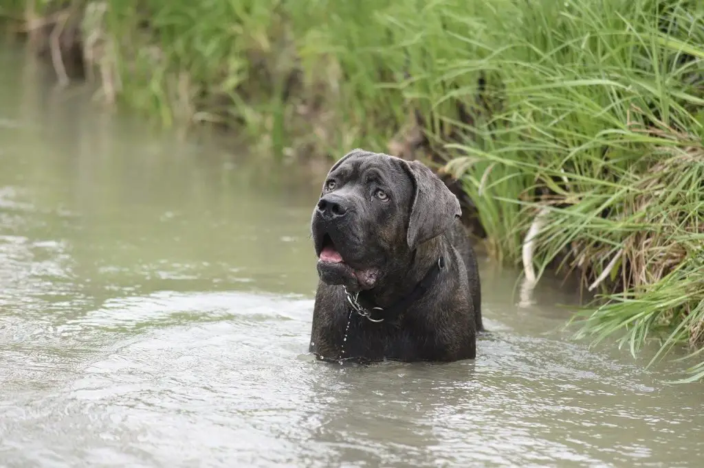 Can Cane Corso Swim