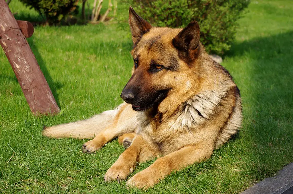 Can German Shepherds Be Left Alone