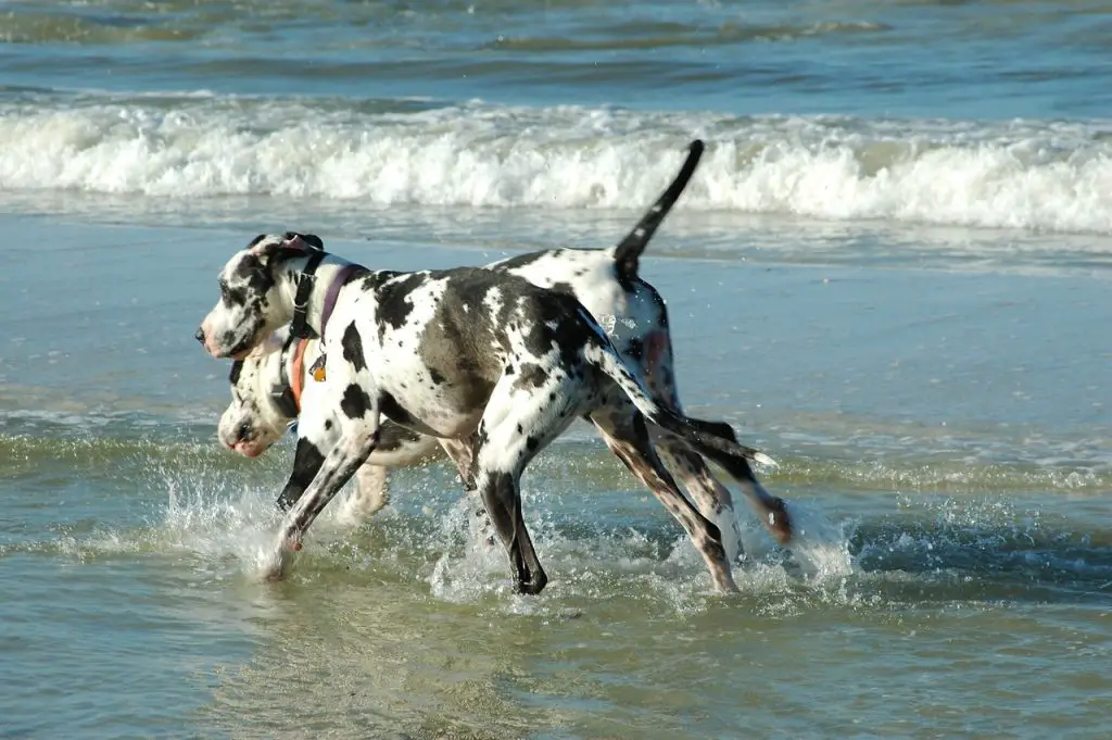 Can Great Danes Swim