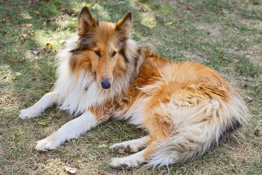 Can Rough Collies Tolerate Hot Weather