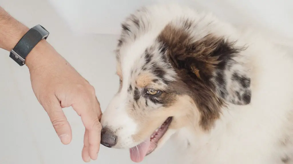 Do Australian Shepherds Like To Cuddle