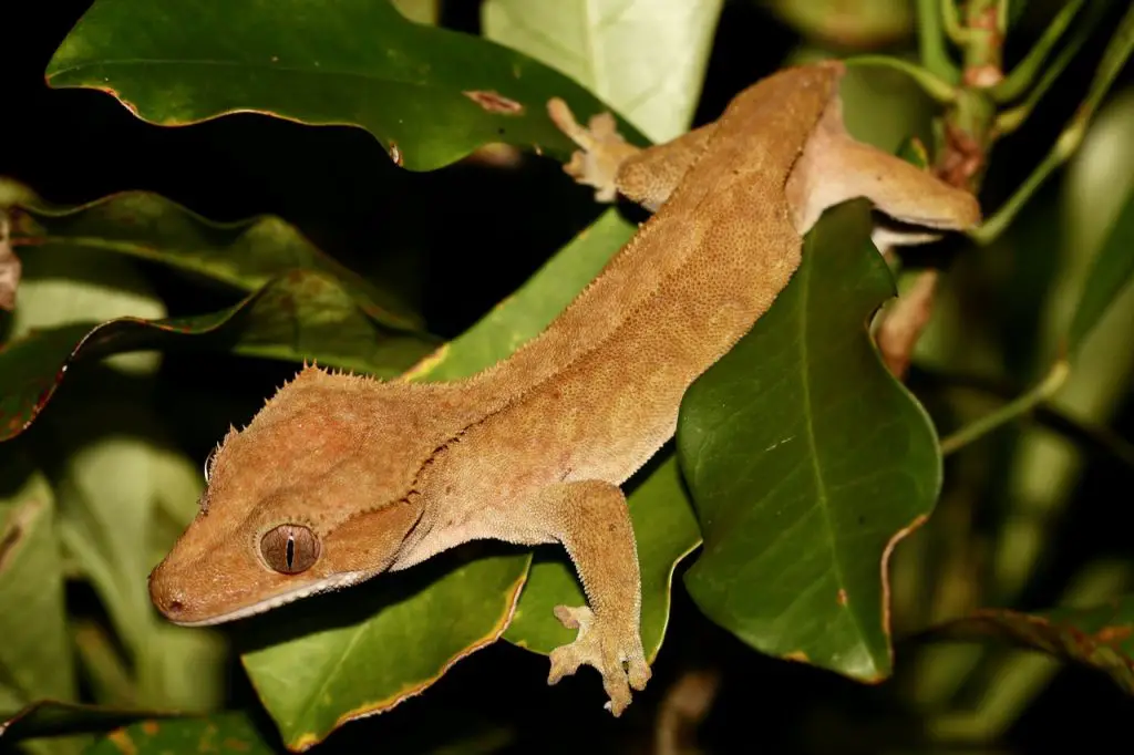 Do Crested Geckos Make Great Pets?