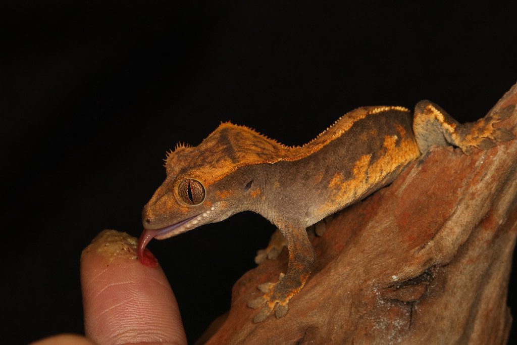 Do Crested Geckos Make Great Pets