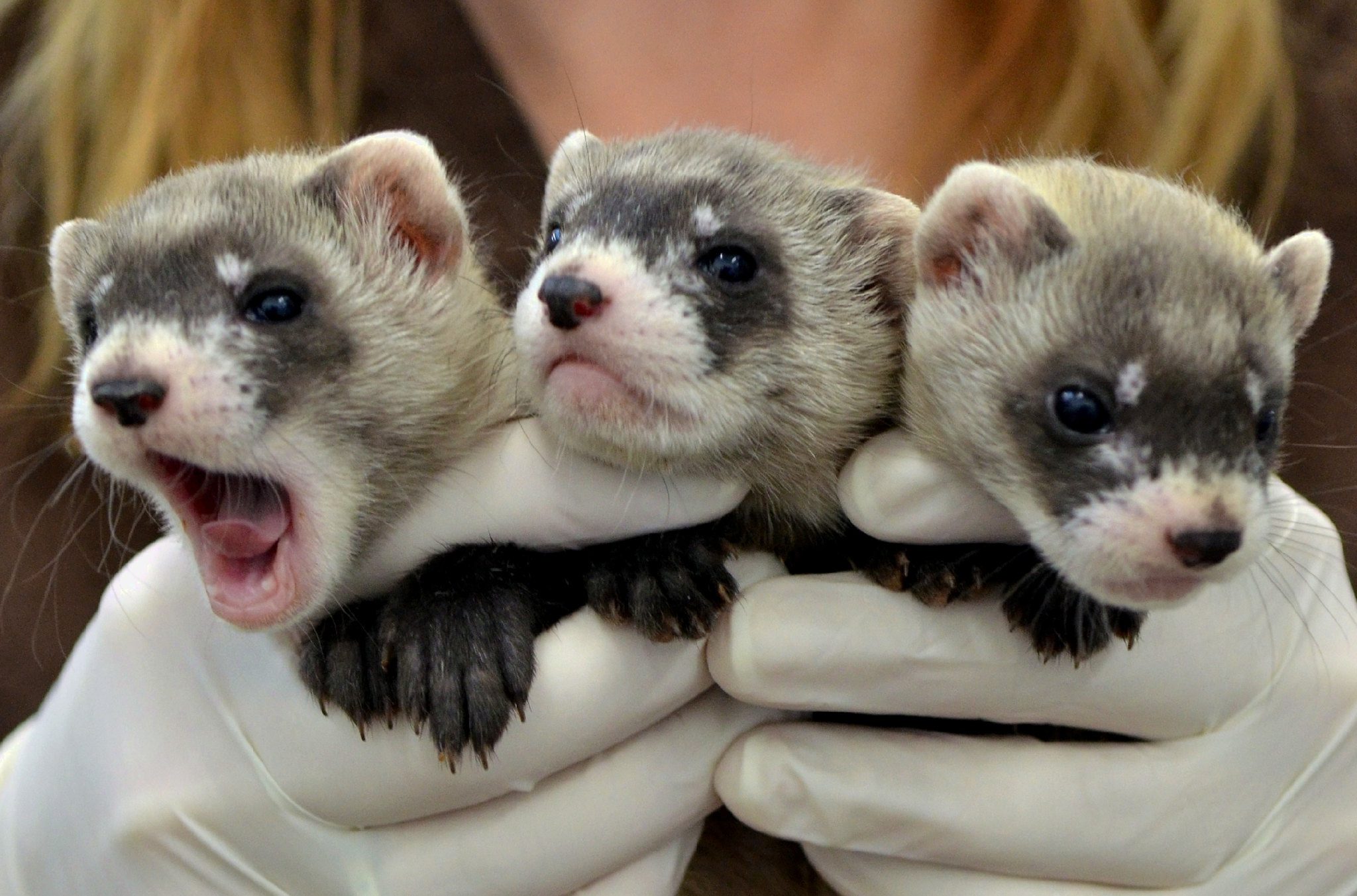 Do Ferrets Make Great Pets Explained 