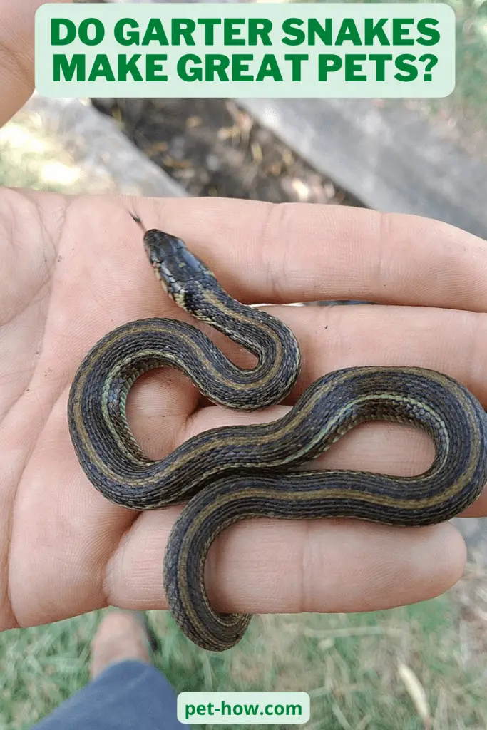 Do Garter Snakes Make Great Pets? (Explained!)