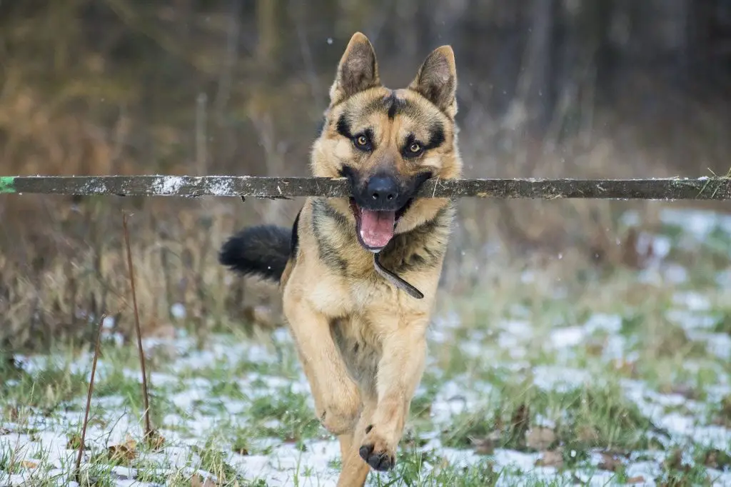 Do German Shepherds Like To Run