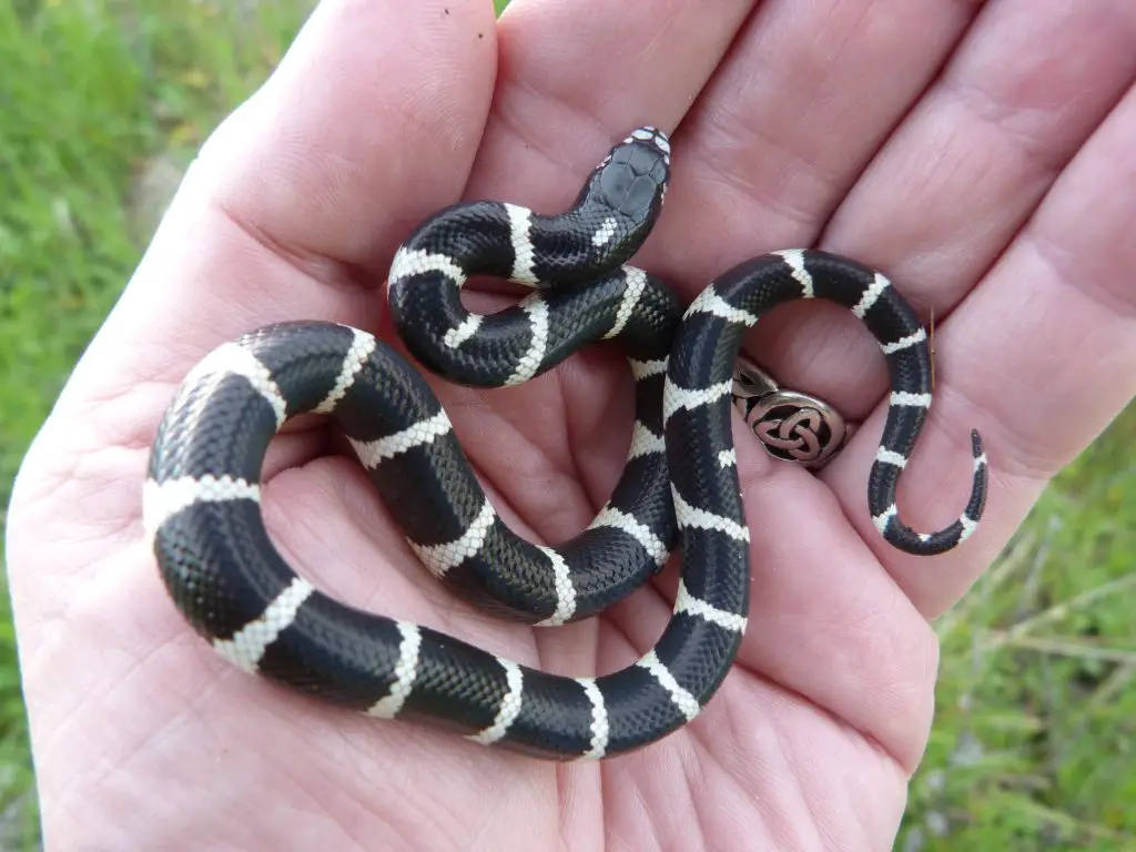 Do King Snakes Make Great Pets