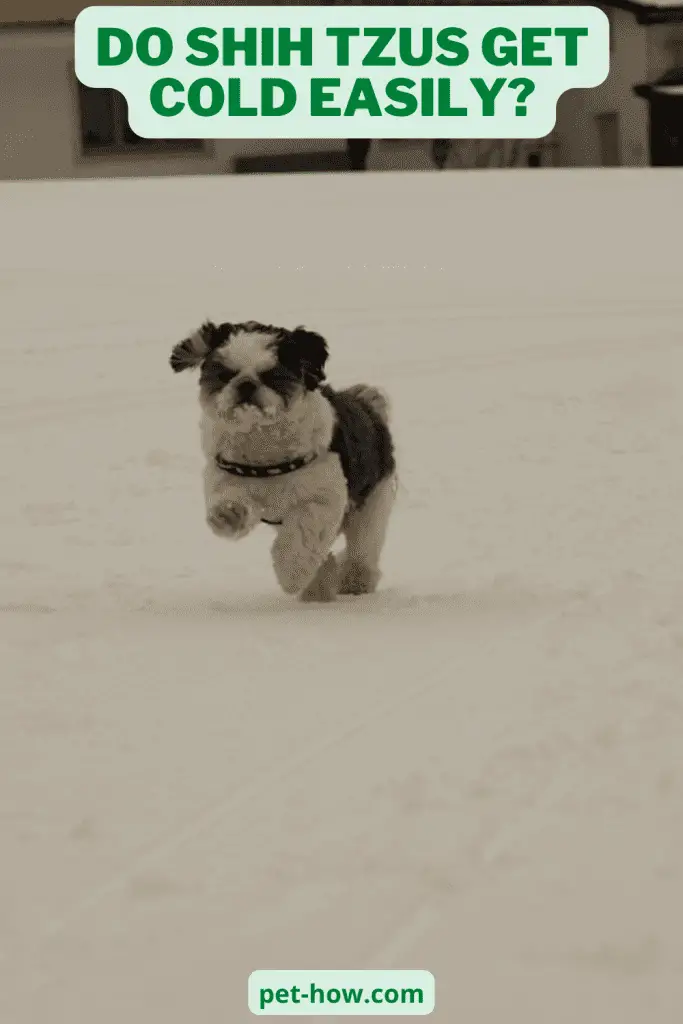 Do Shih Tzus Get Cold Easily? How Cold Is Too Cold?