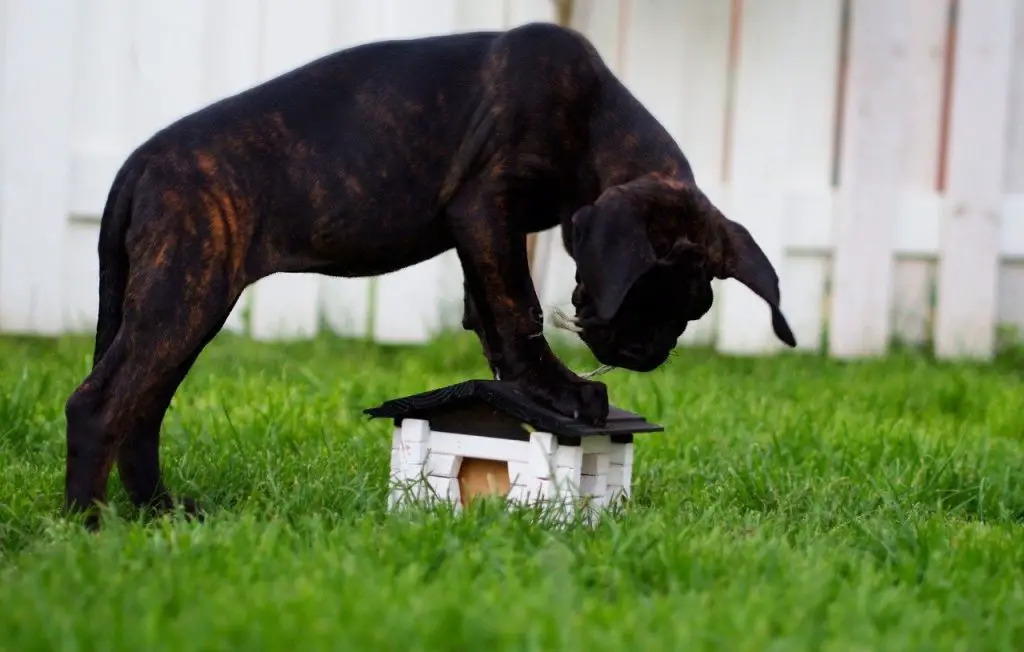 Does Cane Corso Like To Dig