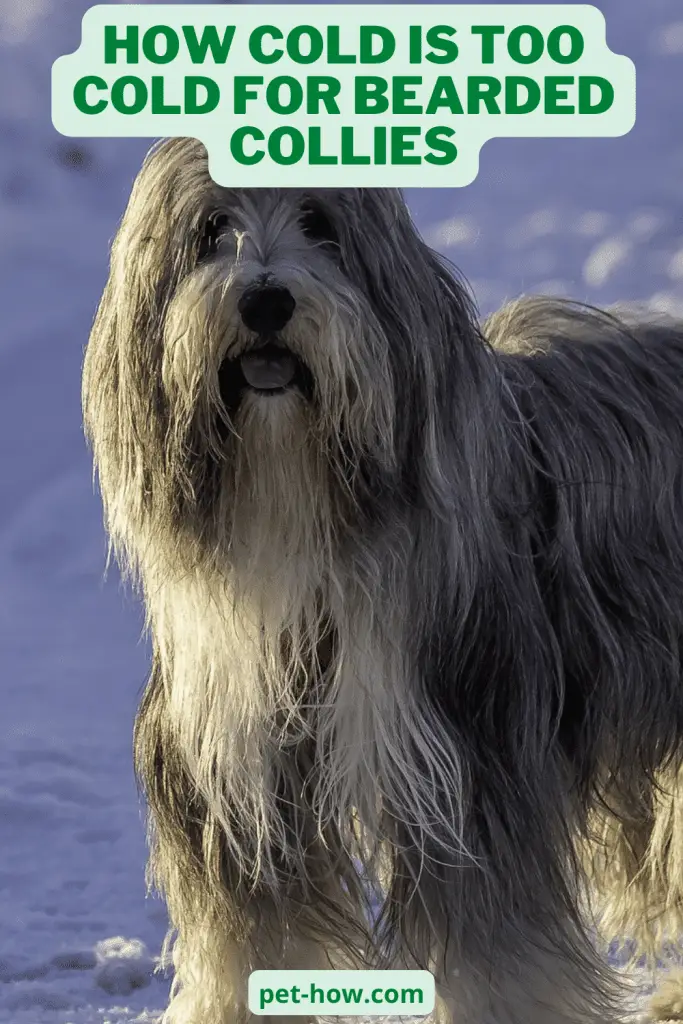How Cold is Too Cold For Bearded Collies (Explained!)