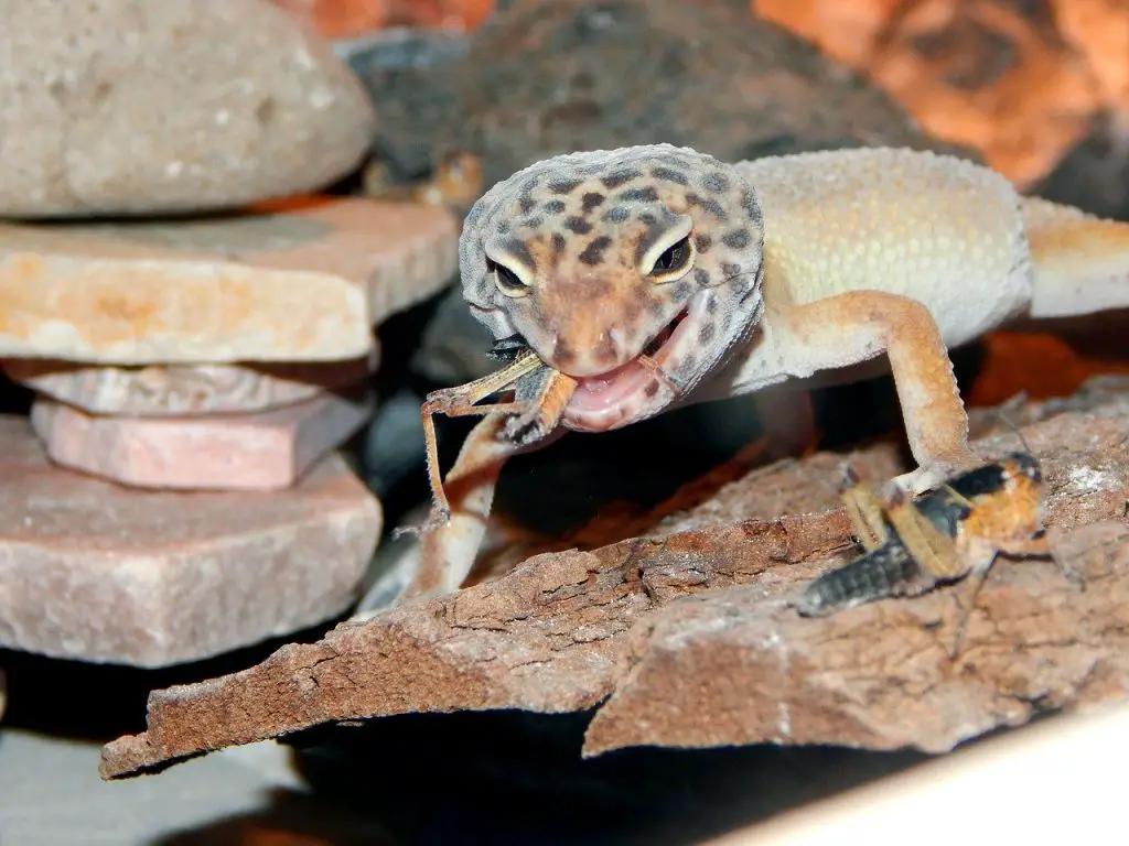 How Do You Entertain a Leopard Gecko