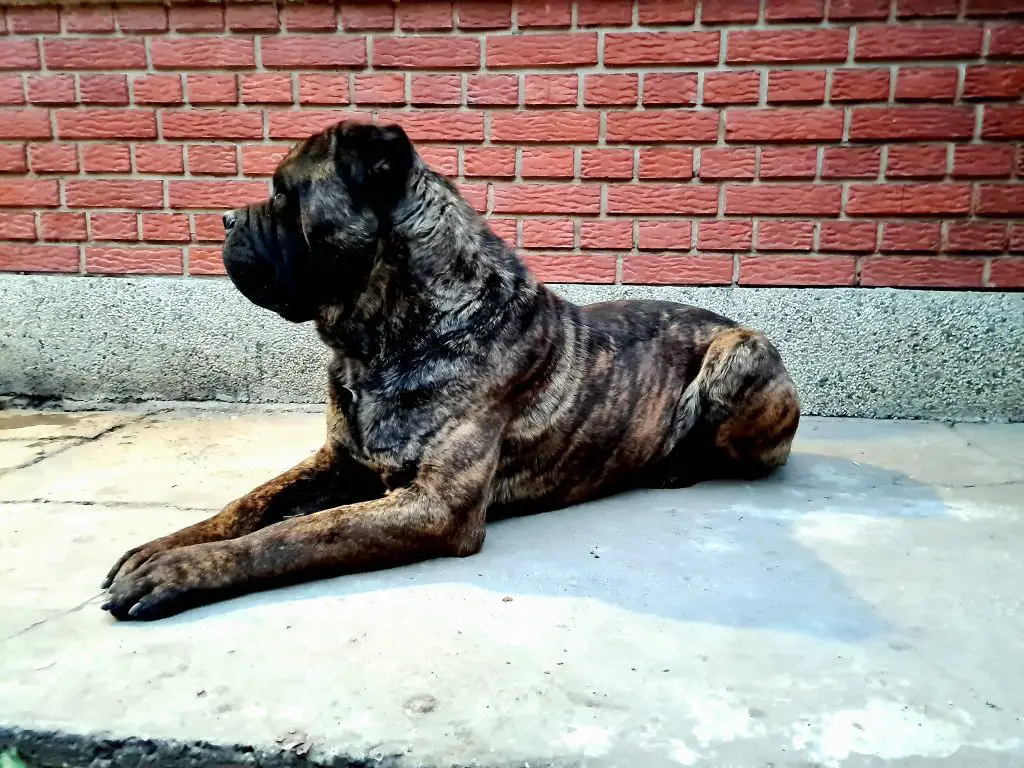 How Long Can a Cane Corso Be Left Alone