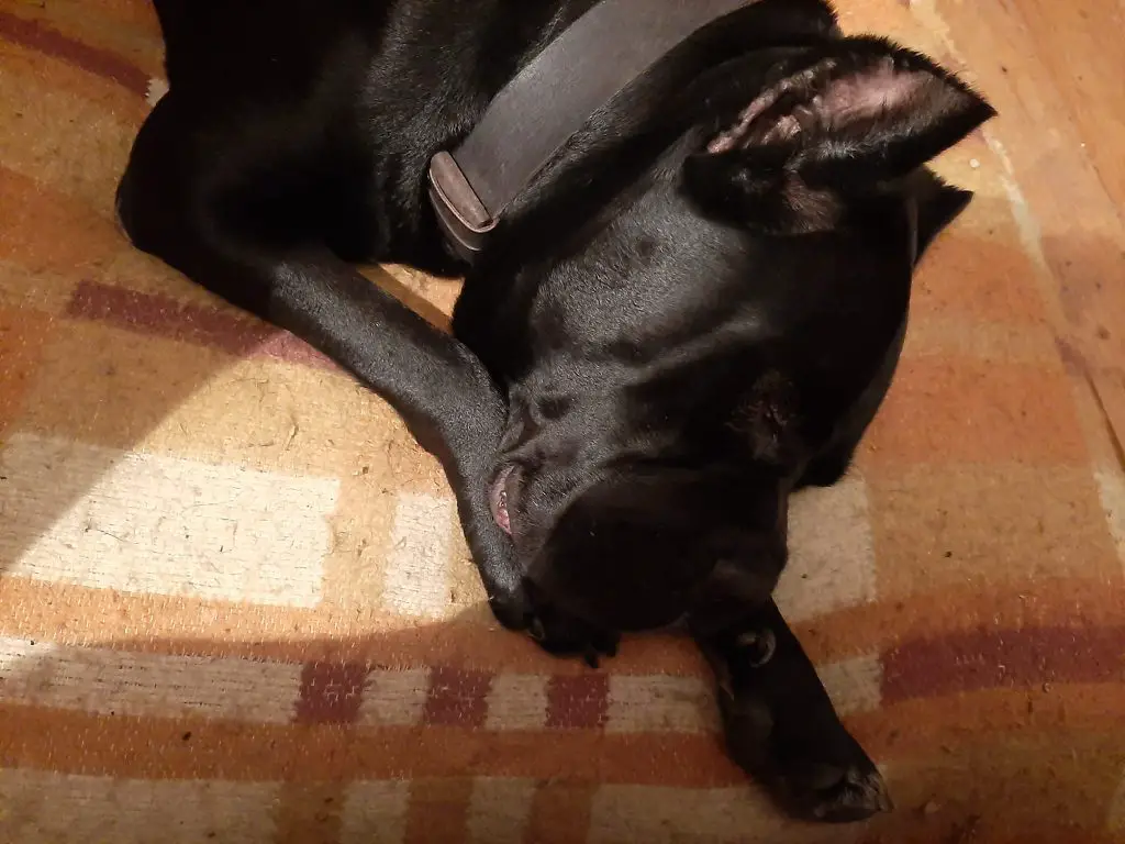 How Long Do Cane Corso Puppies Sleep