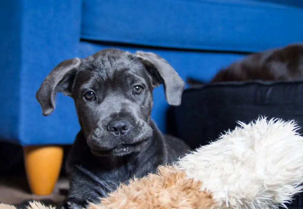 How Much Exercise Do Cane Corso Puppies Need
