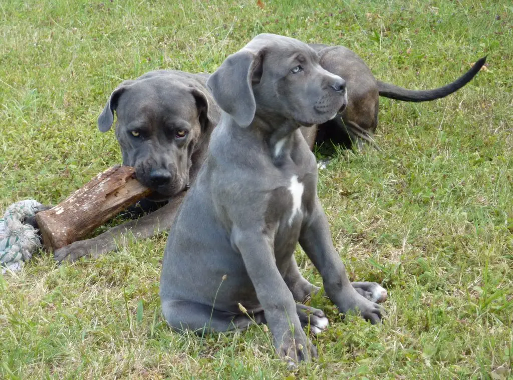 How Much Exercise Do Cane Corso Puppies Need