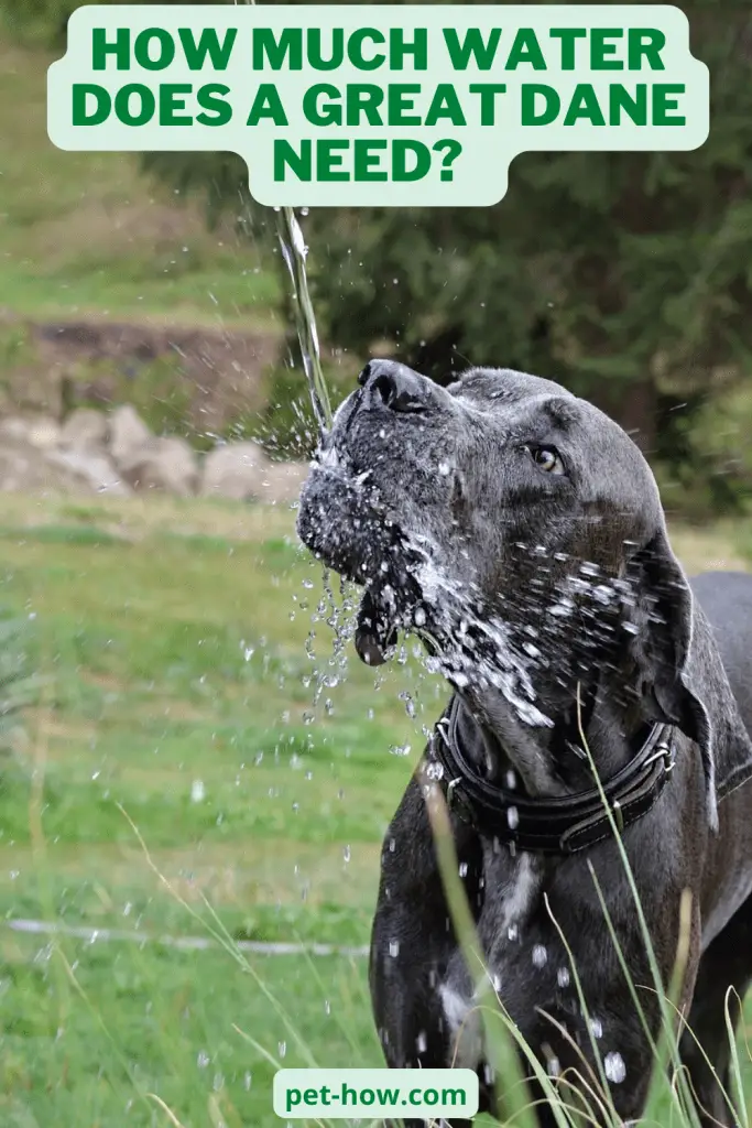 How Much Water Does a Great Dane Need?