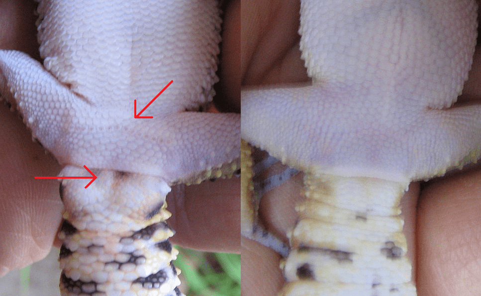 How to tell if my Leopard Gecko is male or female? 