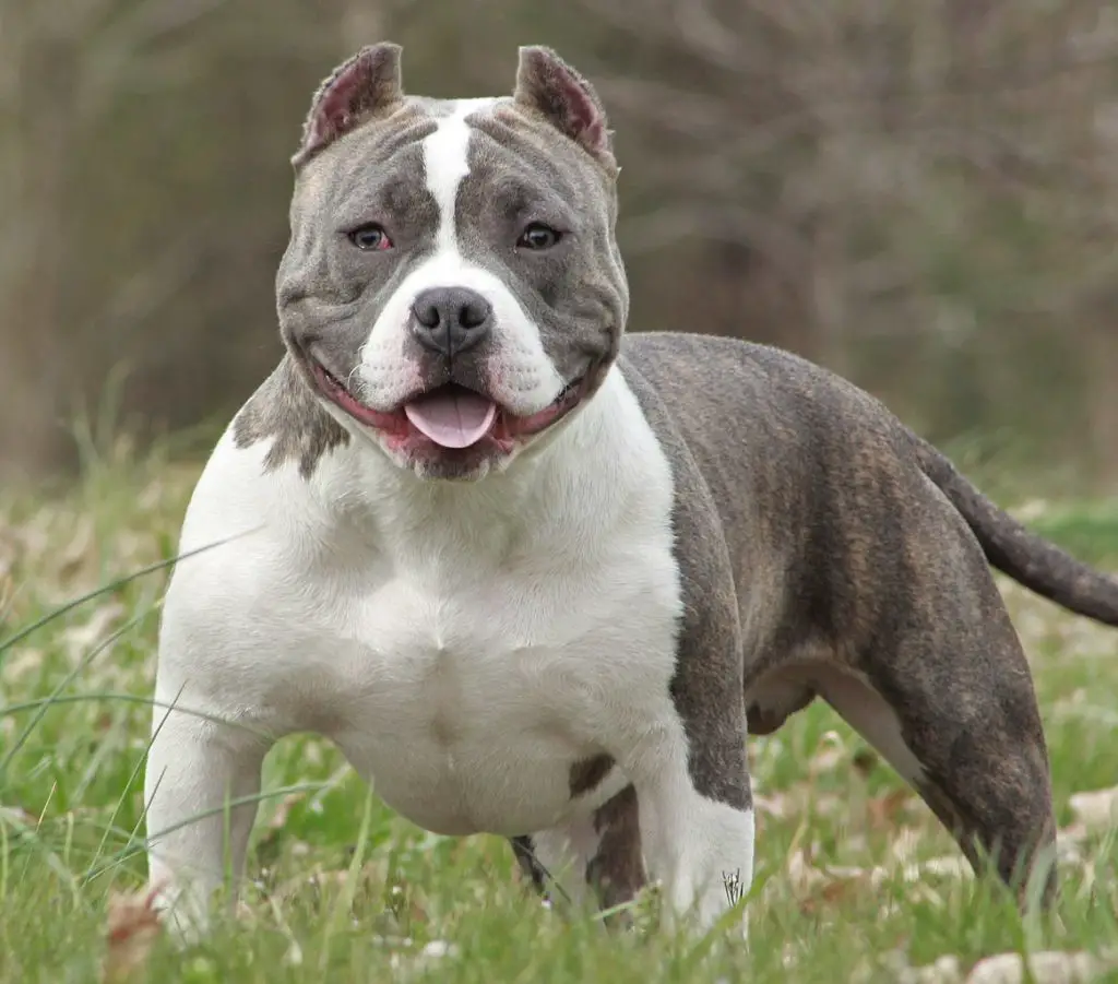 Is American Bully Good For First-Time Dog Owners