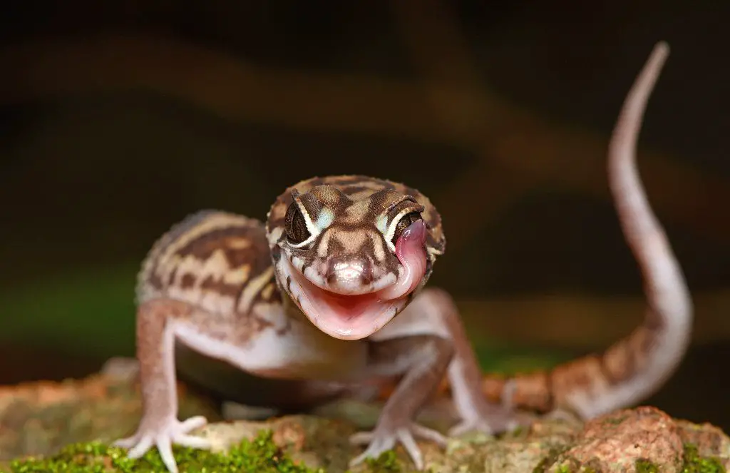 What Senses Do Leopard Geckos Have