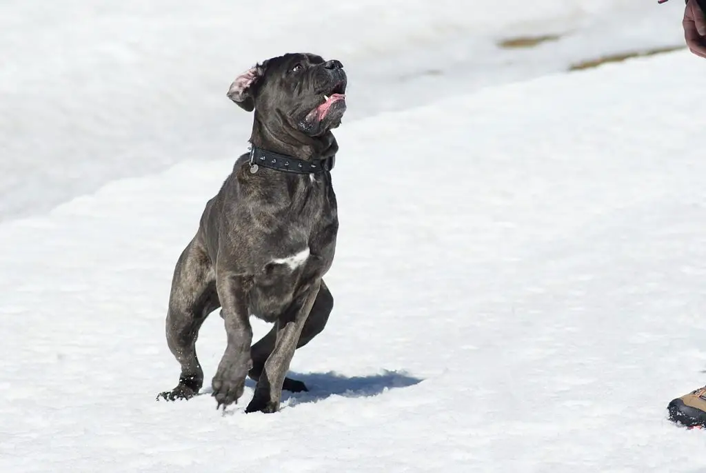 When Does Cane Corso Calm Down