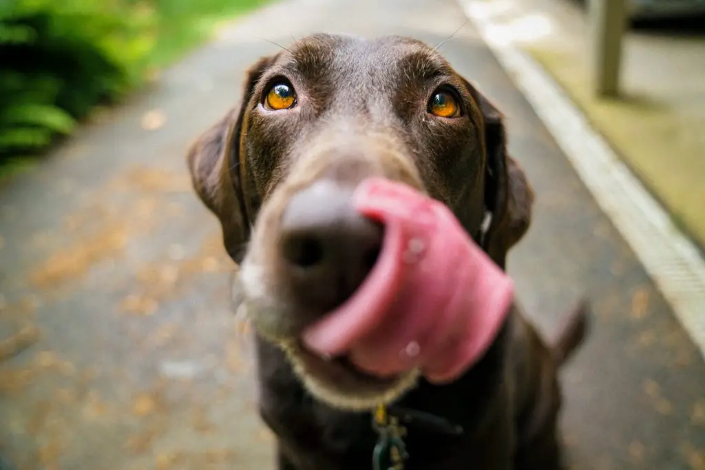 Why Do Labradors Lick So Much