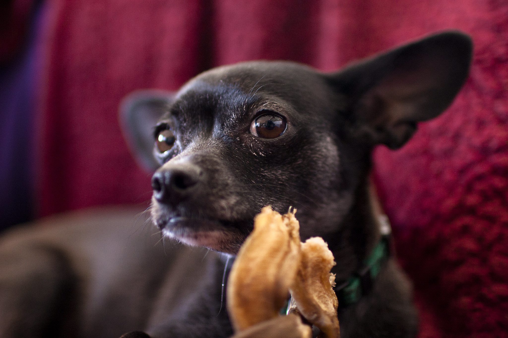 Should You Starve A Dog With Diarrhoea