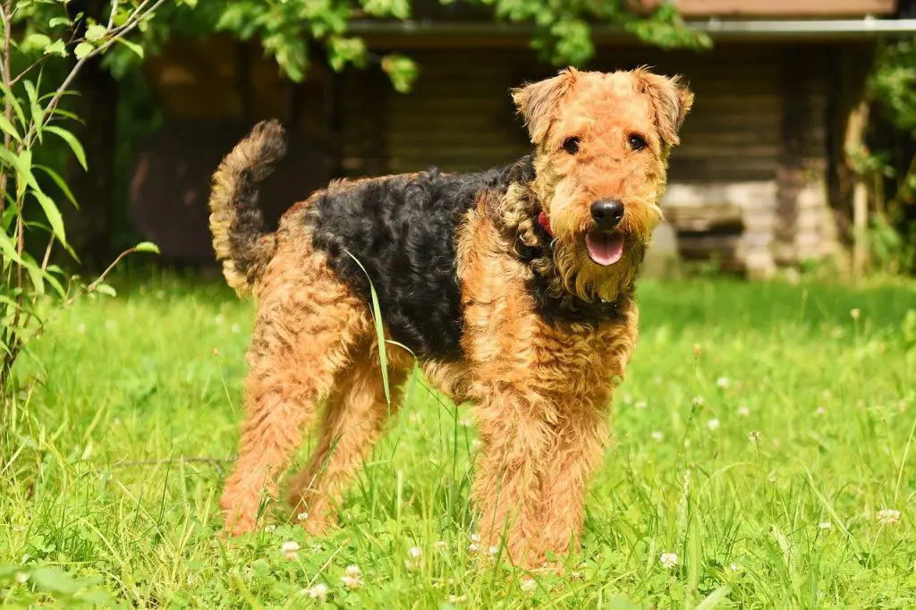 Are Airedale Terriers Good Family Pets