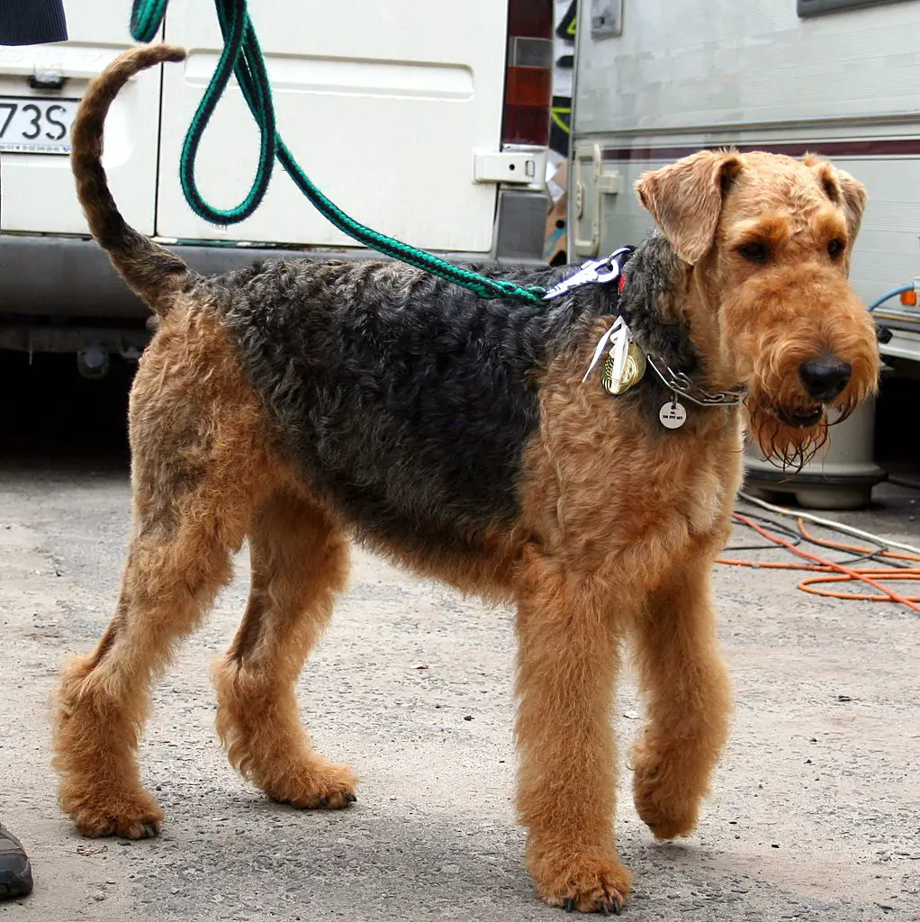 Are Airedale Terriers Good Family Pets