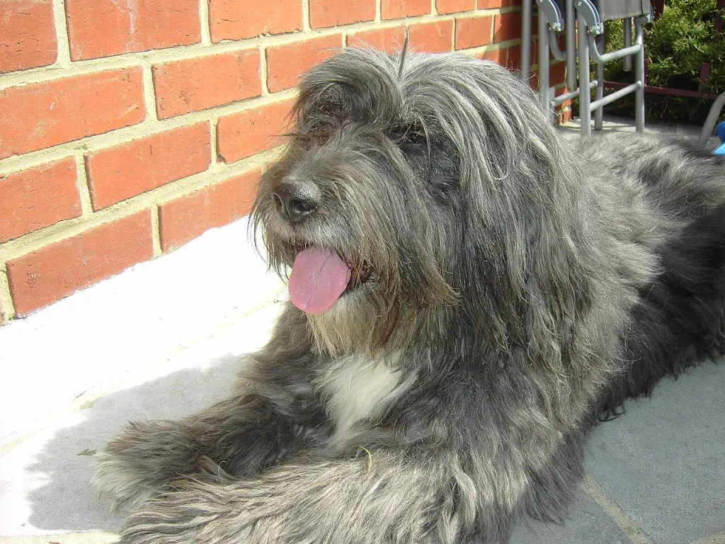 Are Bearded Collies Heavy Barkers