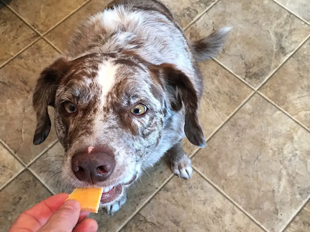 Can Australian Shepherds Consume Dairy Products
