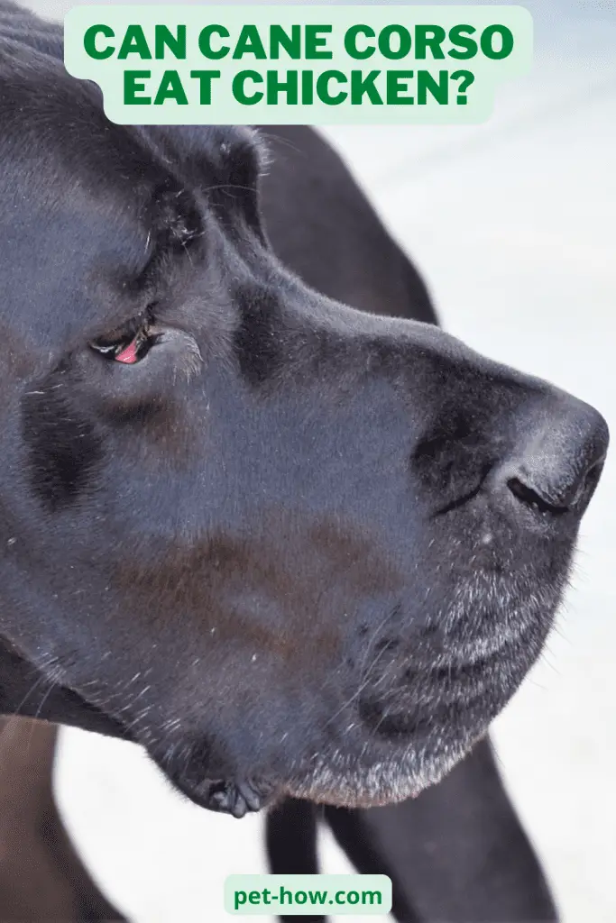 Can Cane Corso Eat Chicken? (Explained!)