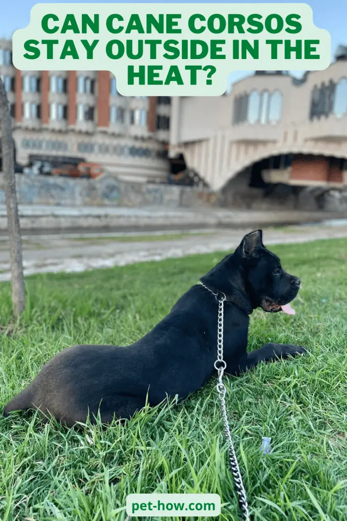 Can Cane Corsos Stay Outside in The Heat? (Answered!)