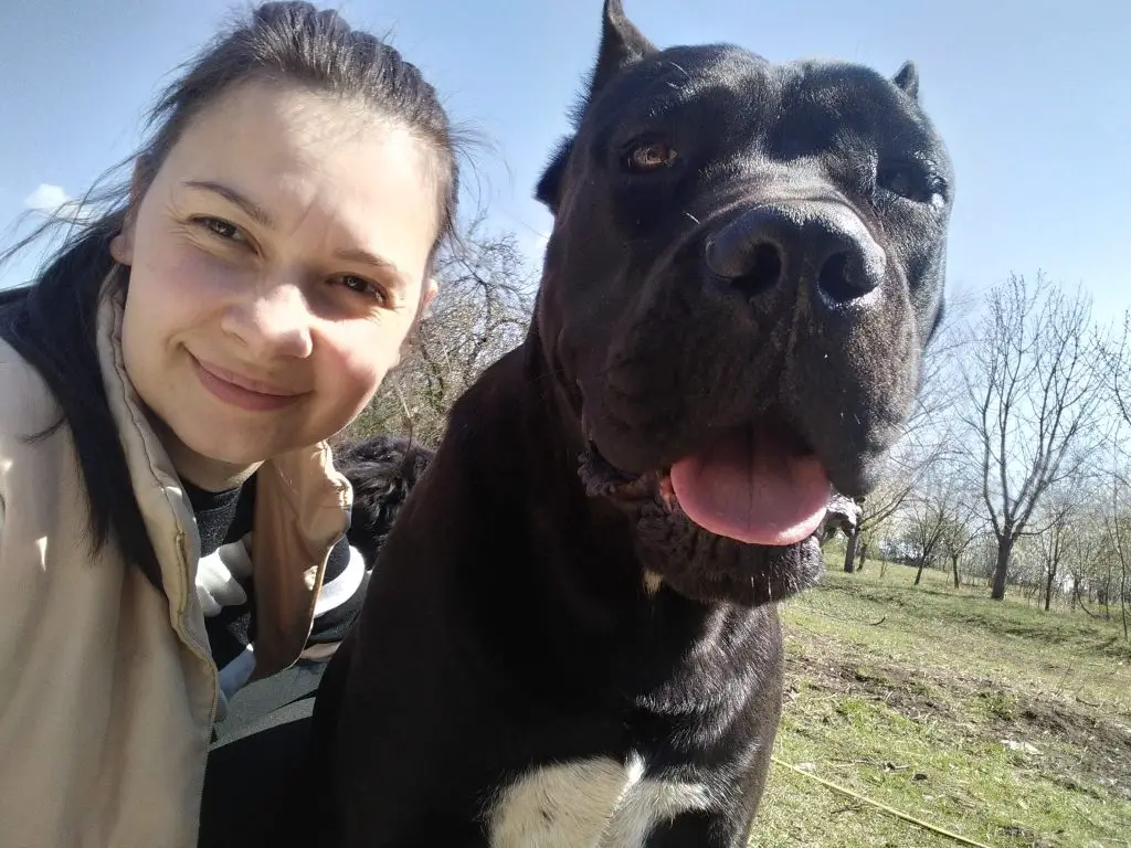 Do Cane Corso Get Attached To One Person