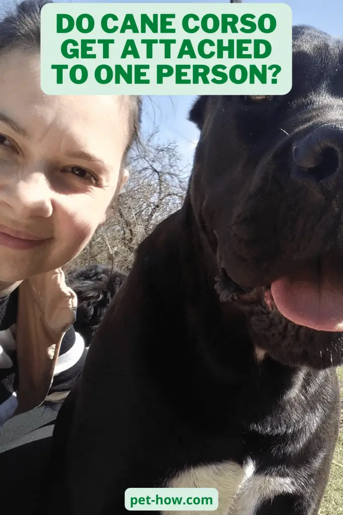 Do Cane Corso Get Attached To One Person? (Answered!)