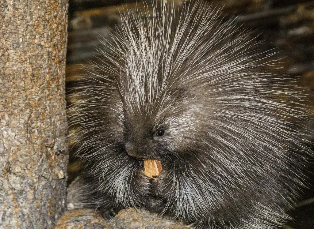 Do Porcupines Make Great Pets