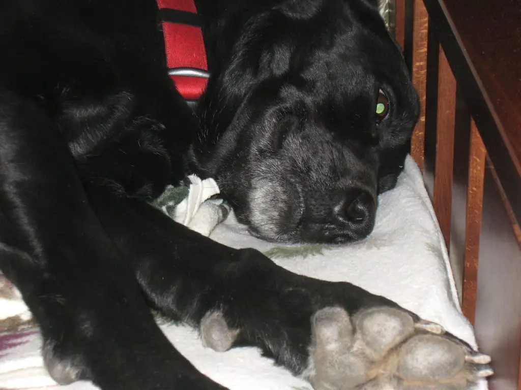 Does Cane Corso Need a Lot Of Attention