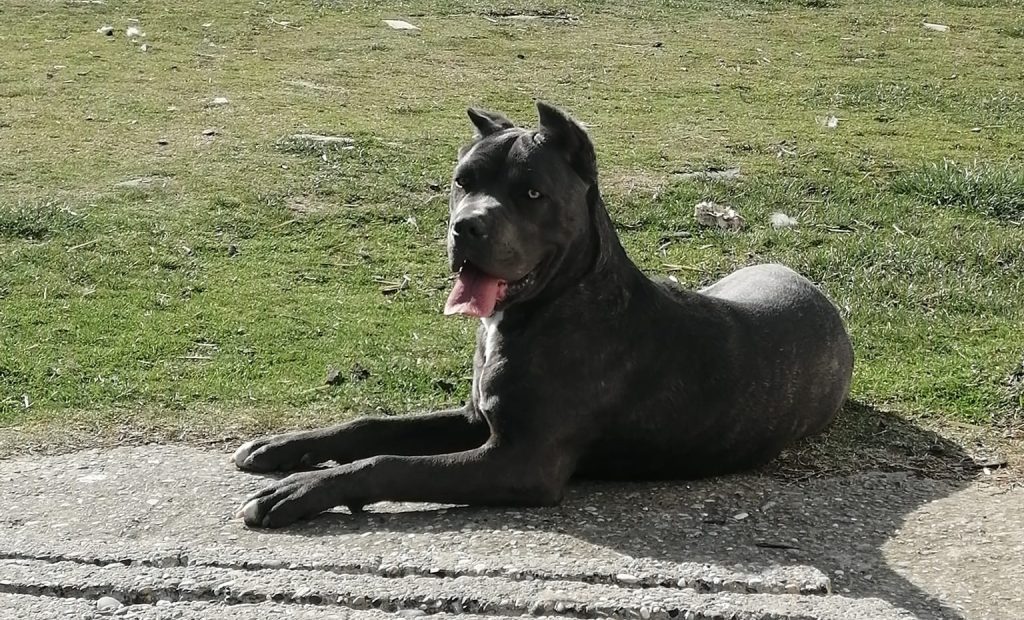 How Long After Eating Do Cane Corso's Poop