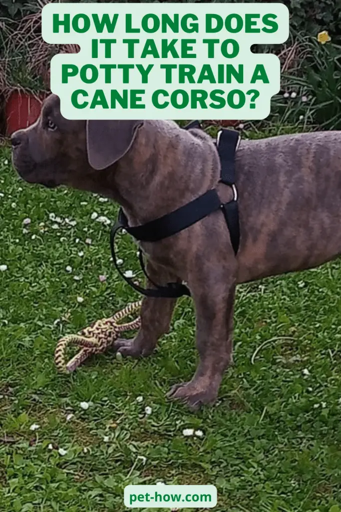 How Long Does It Take To Potty Train A Cane Corso? (Answered!)